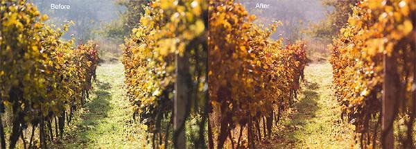 Fall Color Boost Photoshop Action (Custom)