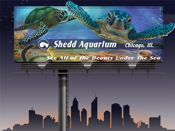See All the Beauty Under the Sea - Shedd Aquarium