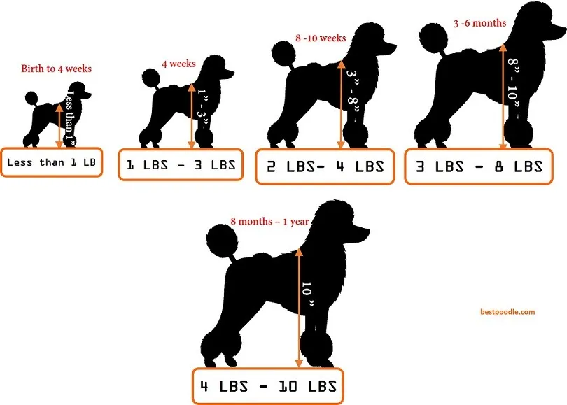 how much does a 8 week old toy poodle weight